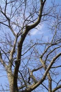 Edelkastanie mit blauem Himmel ohne Blätter