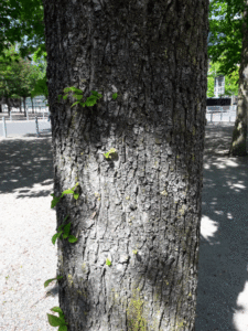 Aus dem Stamm einer Stadtulme sprießen auch einige Blätter