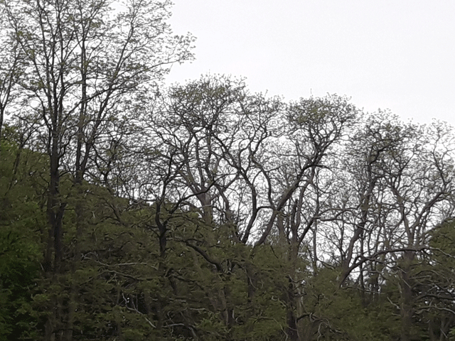 Die Roninien treiben die Blätter erst spät aus.
