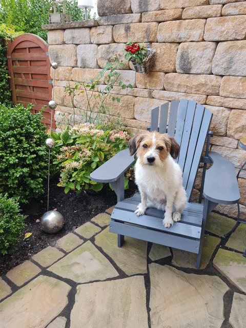 Ein Hund gibt den Adirondack chair nicht mehr frei.